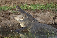 Zoutwaterkrokodil, Yellow Water, Kakadu NP