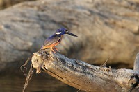 Azure Kingfisher, Yellow Water, Kakadu NP