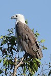 White-bellied Sea-Eagle, Yellow Water, Kakadu NP