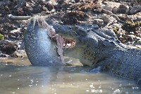 Zoutwaterkrokodil met Baramundi, Yellow Water, Kakadu NP