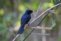 Shining Flycatcher, Litchfield NP