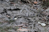 Slang, Litchfield NP