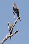 Cockatiel, Pine Creek