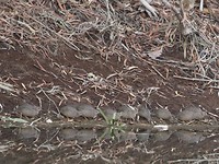 Brown Quails, Victoria River