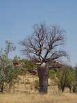 Baobab, Victoria Highway