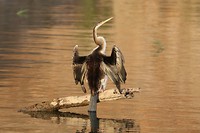 Darter, Lake Argyle