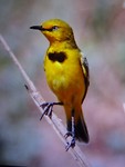 Yellow Chat (Screenshot display camera), Lake Argyle