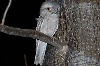 Tawny Frogmouth, Parry's Lagoon