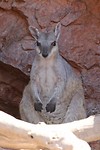 Short-eared Rockwallaby, Lake Argyle