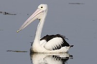 Australische Pelikaan, Parry Lagoons Nature Reserve