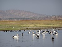 Marlgu Billabong, Parry Lagoons Nature Reserve