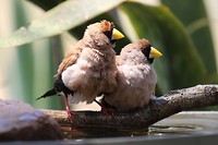 Masked Finches, Wyndham