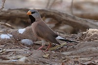 Long-tailed Finch, Wyndham