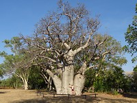 Baobab op de camping in Wyndham