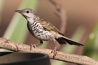 Bar-breasted Honeyeater, Wyndham
