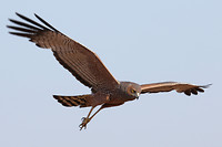 Spotted Harrier, Parry Lagoons Nature Reserve
