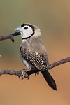 Double-barred Finch, Wyndham