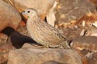 Brown Quail, Wyndham