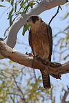 Australische boomvalk, Purnululu NP