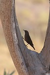 Black-tailed treecreeper, Purnululu NP