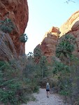 Livistona-palmen in de Mini Palm Gorge, Purnululu NP