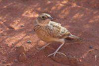 Horsfield's Bush Lark, Wolfe Meteorite Crater NP