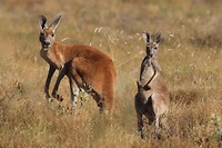 Red Kangaroos, Wolfe Meteorite Crater NP