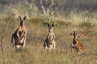 Red Kangaroos, Wolfe Meteorite Crater NP (2)