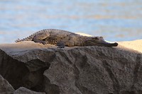 Zoetwaterkrokodil, Geiki Gorge