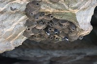 Fairy Martins, Geikie Gorge