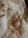 Nautilus (fossiel), Windjana Gorge