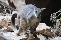 Agile Wallaby, Tunnel Creek NP