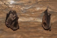 Vleermuizen, Tunnel Creek NP