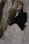 Fruit-bat, Tunnel Creek NP