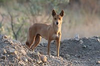 Dingo, Mornington