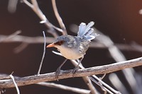 Variegated Fairy-wren, Bell Gorge