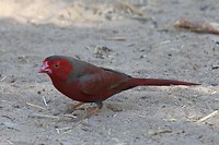 Crimson Finch, Bell Gorge