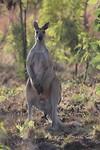 Antilopine Wallaroo, Bell Gorge