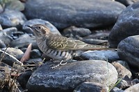 Horsfield's Bronze Cuckoo, Mornington