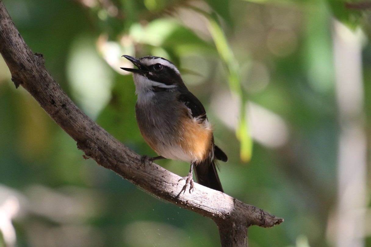 Buff-sided Robin, Mornington