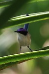 Purple-crowned Fairy-wren, Mornington