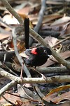 Red-backed Fairy-wren, Mornington