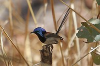 Variegated Fairy-wren, Galvans Gorge