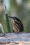 Black Bittern, Manning Gorge