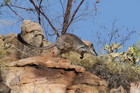 Short-eared Rockwallabie, Manning Gorge