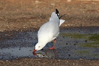 Silver Gull, Derby