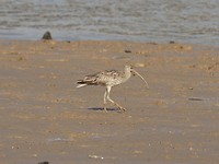 Eastern Curlew, Derby