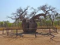 Prisoner boab tree, Derby
