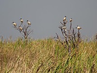 Australian White Ibis, Derby Wetlands