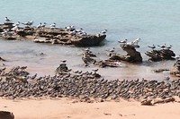Steltlopers en sterns, Broome Bird Observatory